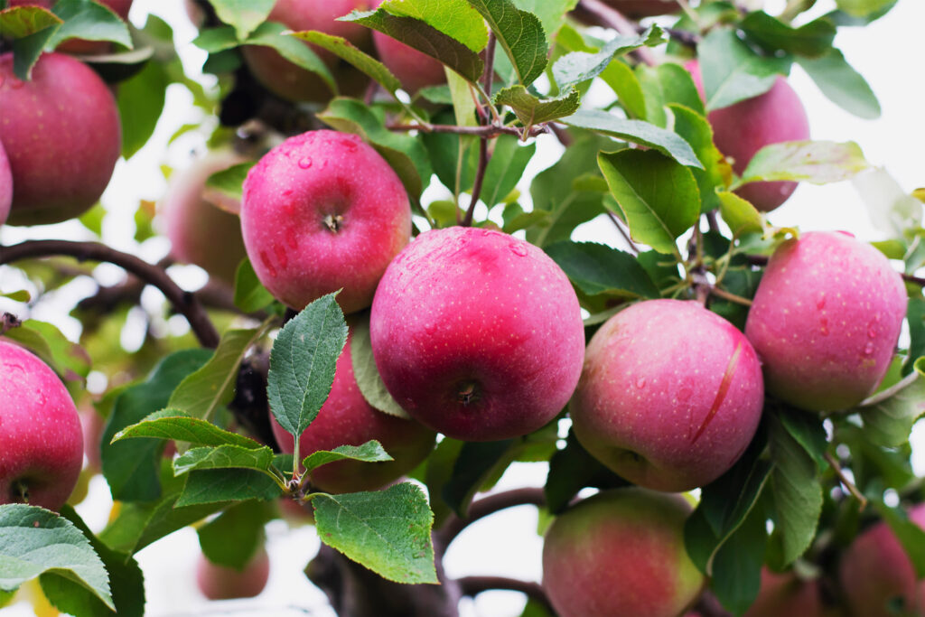 Pomme McIntosh
